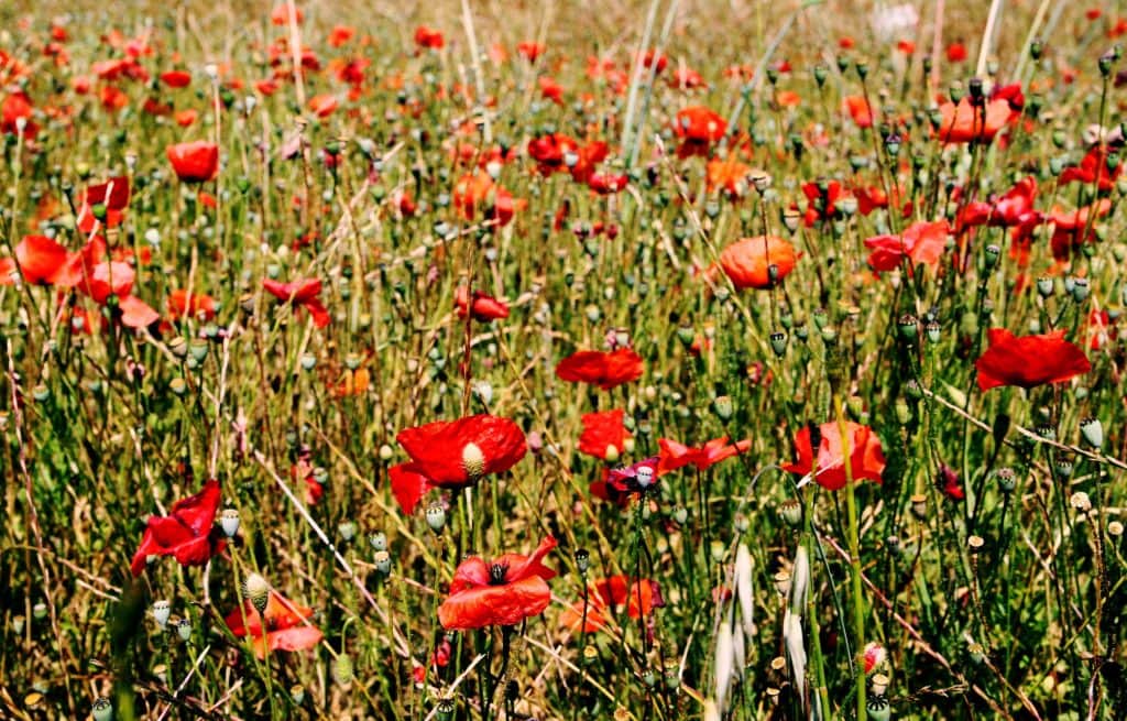 Willkommen im Haus Mohnblume!